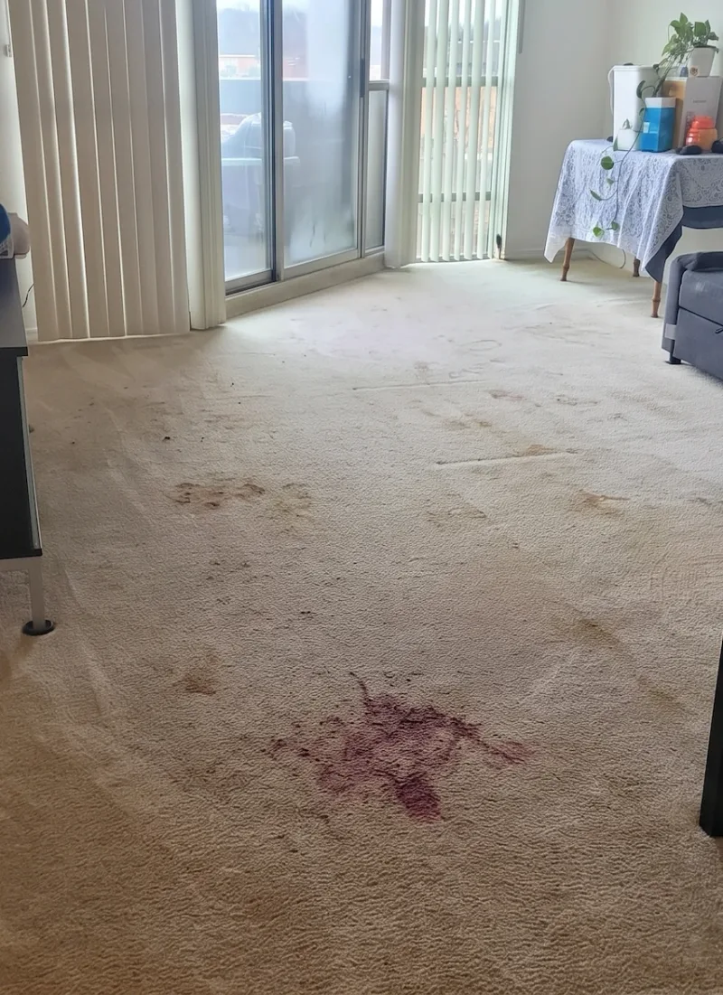 Living room carpet covered in wine and brown stains before professional cleaning